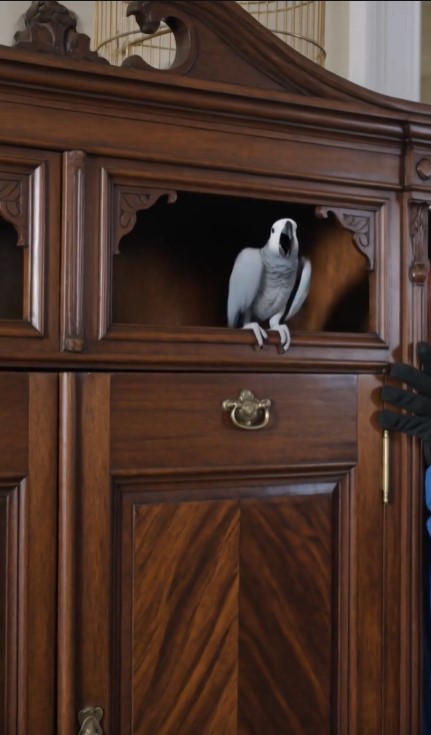 The Parrot Wouldn’t Stop Screaming At The Estate Sale, Then Everyone Saw What Was Behind The Cabinet