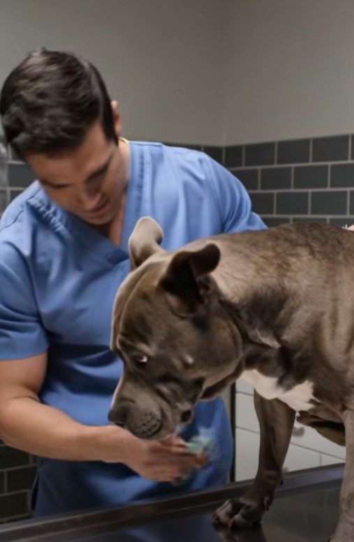 An Emergency Vet Thought It Was Just Another Injured Stray. He Couldn’t Have Been More Wrong.
