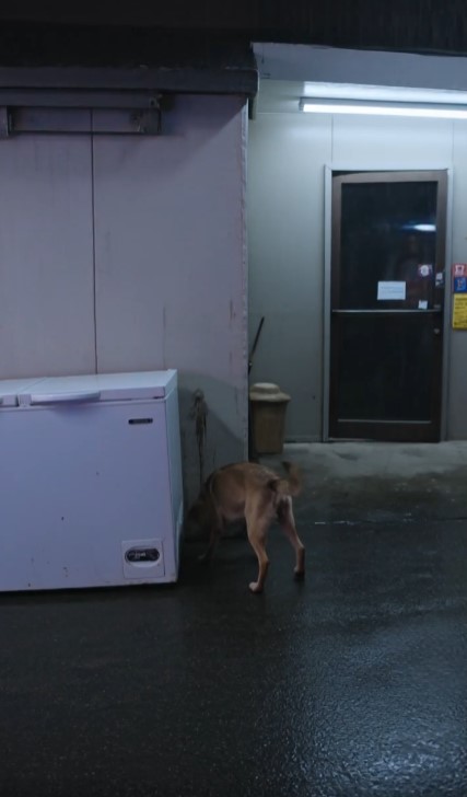 Stray Dog Wouldn’t Stop Barking Behind A Gas Station — Then A Cashier Moved The Broken Freezer