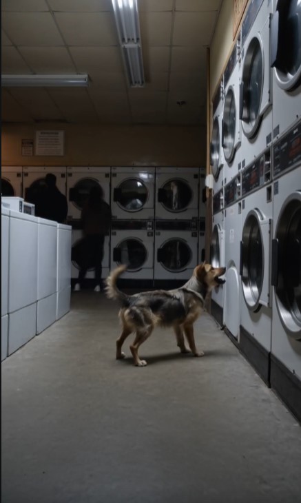 Stray Dog Refused To Leave One Washing Machine — Then Everyone Heard Crying Inside