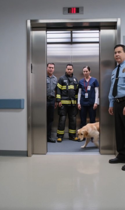 Dog Refused To Let Hospital Elevator Close — Then A Nurse Heard A Tiny Voice