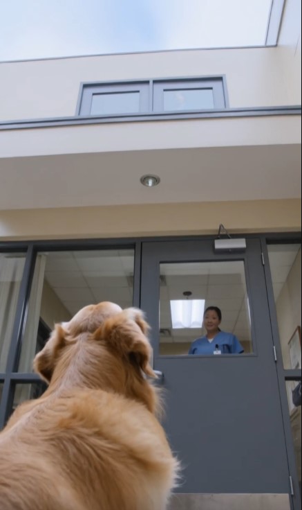 Old Dog Sat Outside The Nursing Home — Then One Nurse Let Him Inside
