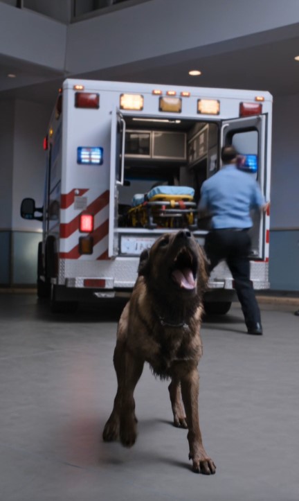 A Stray Dog Blocked an Ambulance Outside the Emergency Room