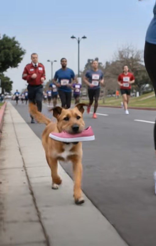The Stray Dog Ran Onto the Marathon With a Little Girl’s Shoe—Then Her Mother Followed Him
