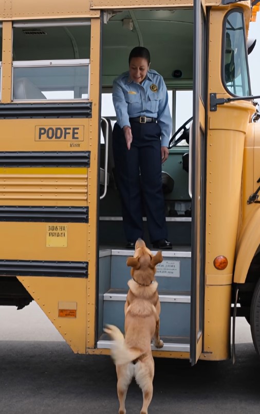 The Stray Dog Blocked the School Bus—Then They Realized One Child Was Missing