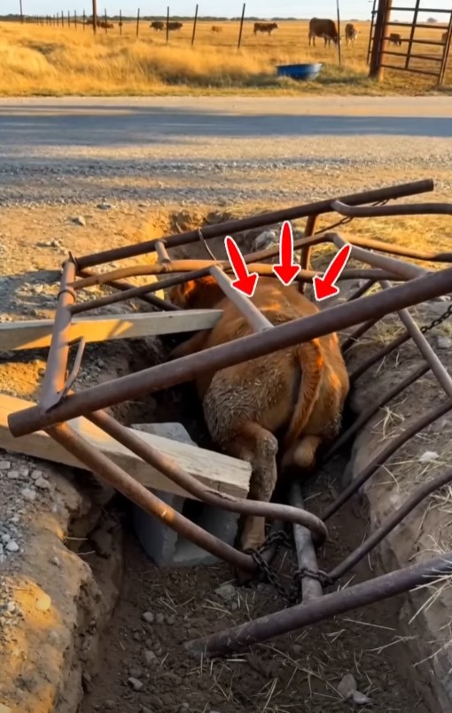 Calf Seen Near a Metal Grate in a Rural Area