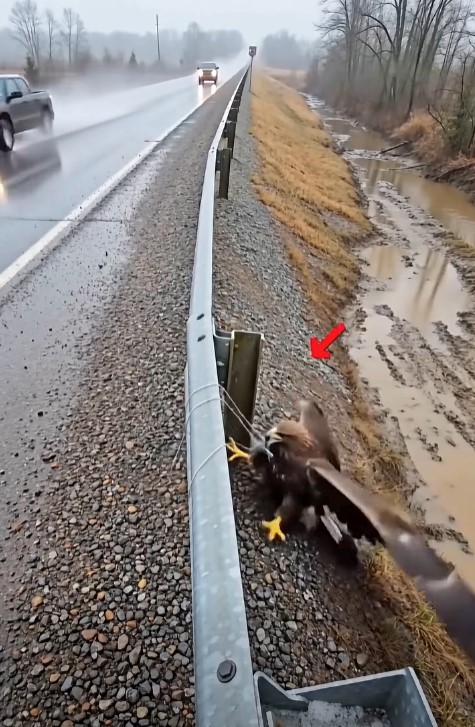 The Powerful Eagle Couldn’t Escape the White Cable Beside the Road — Here’s What Happened