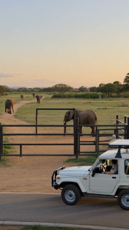 After 16 Years Apart, Mara the Elephant Returned — And She Brought Her Entire Family