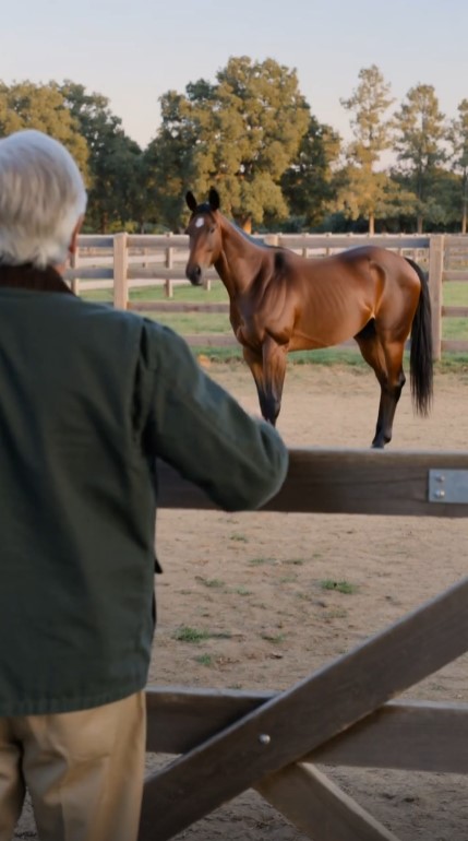 An Elderly Horse Heard Three Knocks After 22 Years—Then a Woman Behind the Fence Said “Dad?”