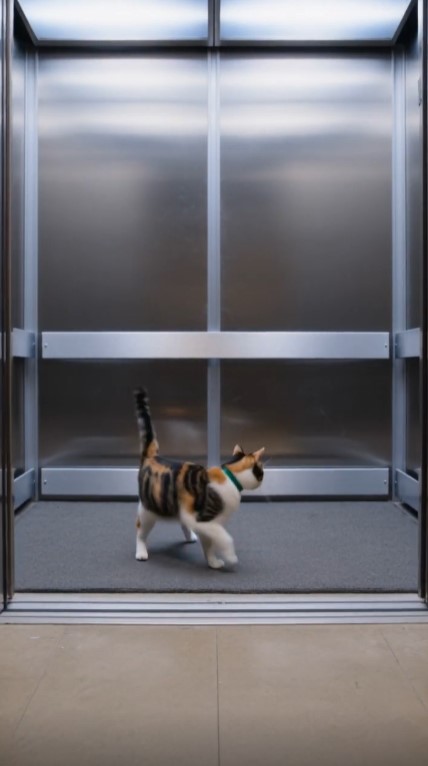 A Rescue Cat Waited by the Elevator Every Night—Then the Doors Opened and Her Former Owner Was Standing There