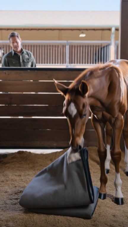 A Foal Wouldn’t Leave One Old Blanket—Then a Woman Recognized the Patch She Sewed 20 Years Earlier