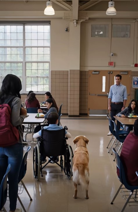 A School Bully Kicked a Boy’s Wheelchair—Then the Therapy Dog Walked Into the Cafeteria