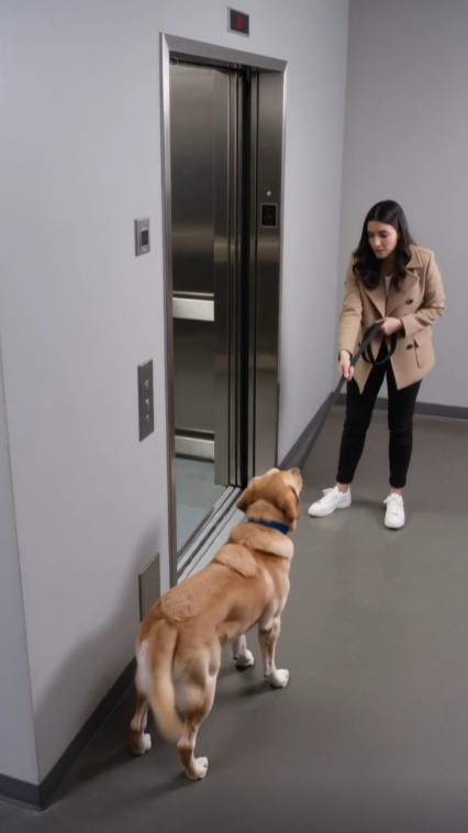 Dog Refused to Enter the Elevator Until a Hidden Emergency Was Discovered Beneath the Floor