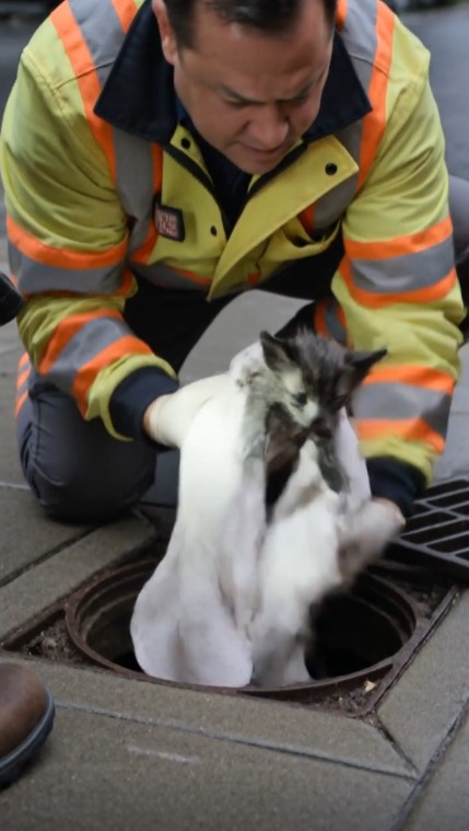 A Rescue Dog Wouldn’t Leave a Storm Drain After a Kitten Was Saved—Then Rescuers Saw What Was Deeper Inside