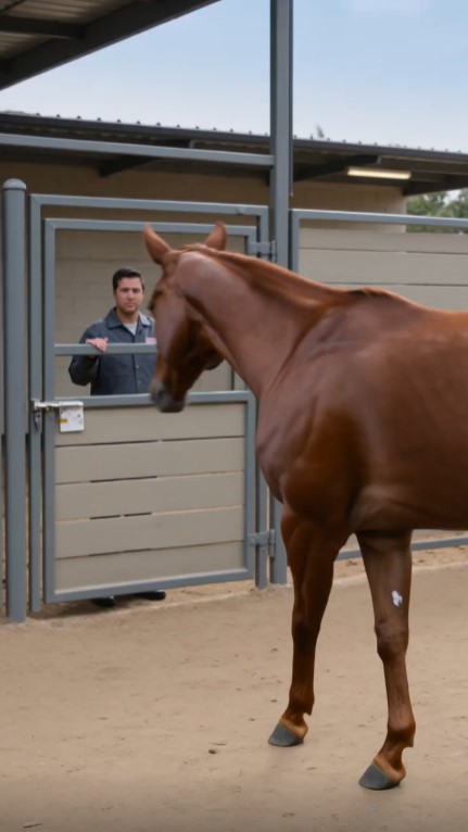 A Rescued Horse Walked Past His New Owner—Then Went Straight to an Elderly Volunteer