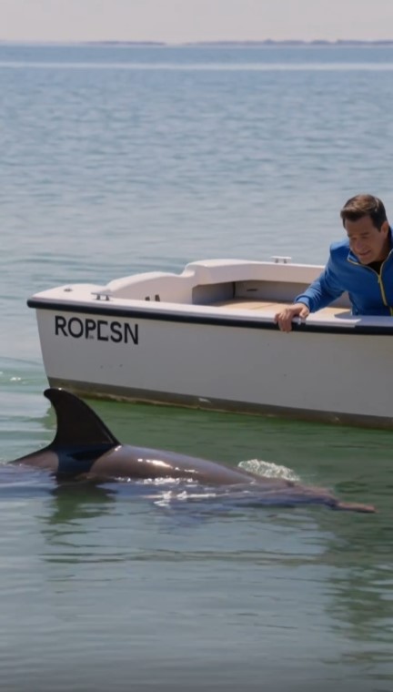 A Dolphin Brought Something to a Family’s Boat—Then Led Them Straight to the Shore