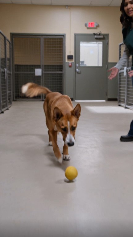 A Shelter Dog Carried His Yellow Ball to the Same Empty Kennel Every Morning—Then a Car Pulled In