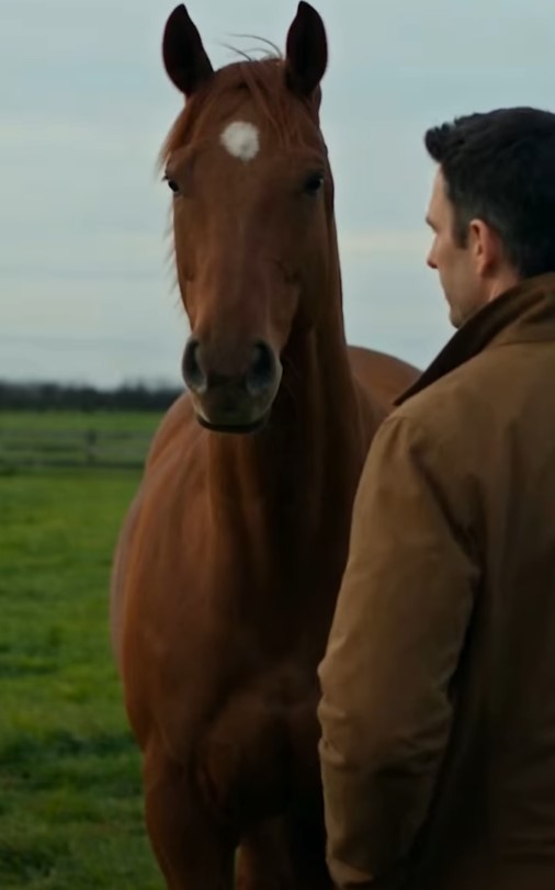 An Old Horse Walked Toward a Stranger—Then He Pulled Out the Red Ribbon From 30 Years Ago