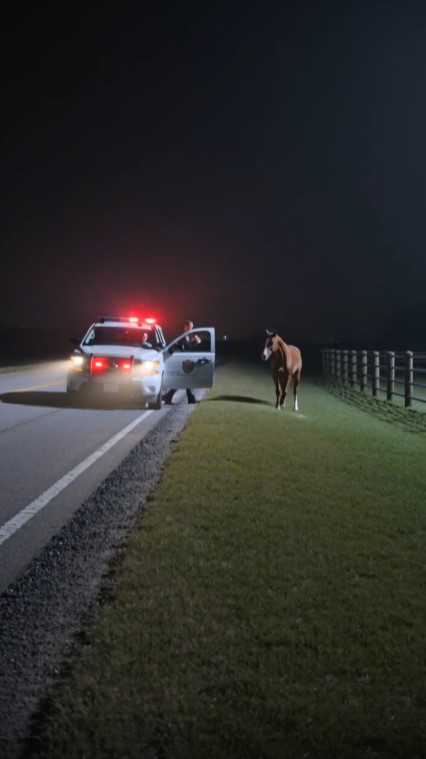 A Loose Horse Stopped a Patrol Car After Midnight—Then the Officer Heard Knocking Beneath the Road