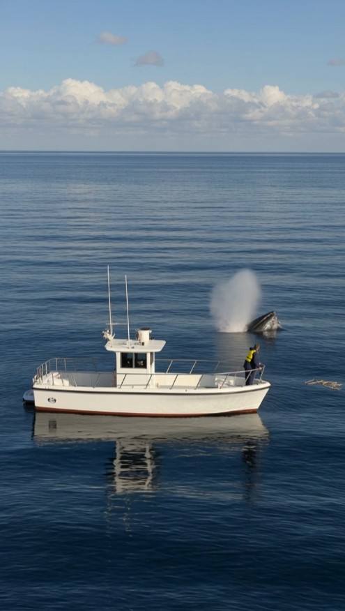 40-Ton Humpback Whale Refused to Leave a Tourist Boat — Then Rescuers Discovered What Was Trapped Beneath the Water